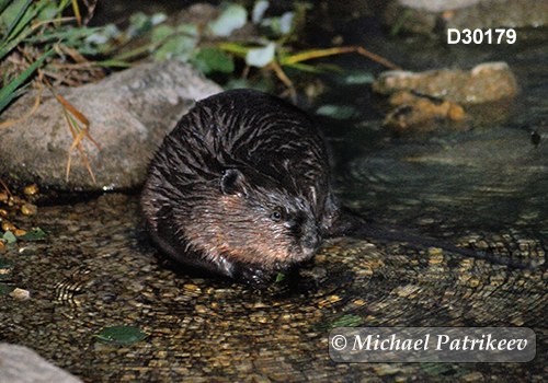 North American Beaver (Castor canadensis)